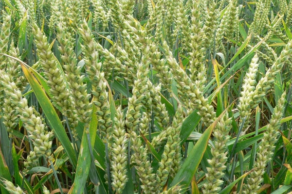 Waiting for Rabbinical Aid